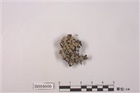 藏品(地衣)的圖片